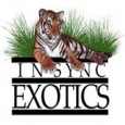 Insync Exotics (InsyncExotics)